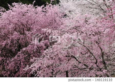 Landscape with a cherry blossom in full bloom Landscape with a cherry blossom in full bloom 140119110