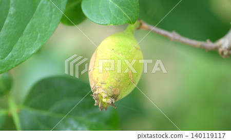 冬青(Chimonanthus praecox)果實特寫:初夏的植物景象。 冬青(Chimonanthus praecox)果實特寫:初夏的植物景象。 140119117