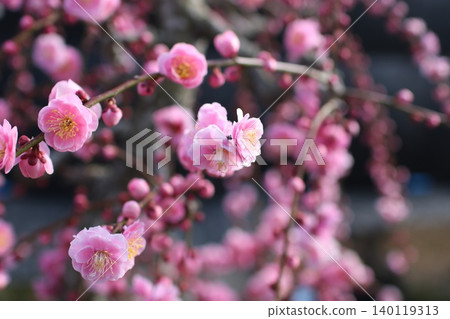 Weeping plum tree 83 Weeping plum tree 83 140119313