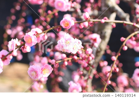 Weeping plum tree 84 140119314