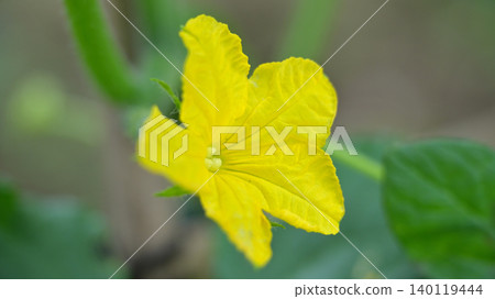 黃色黃瓜花的特寫。家庭菜園裡的夏季蔬菜。 140119444