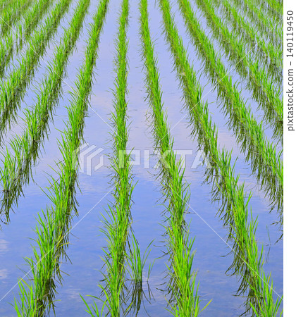 Rice paddy landscape after planting: Arakawa Riverbed, a major grain-producing area, Nishi Ward, Saitama City Rice paddy landscape after planting: Arakawa Riverbed, a major grain-producing area, Nishi Ward, Saitama City 140119450