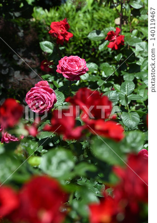 淡粉色的英國玫瑰,附花苞。 淡粉色的英國玫瑰,附花苞。 140119467