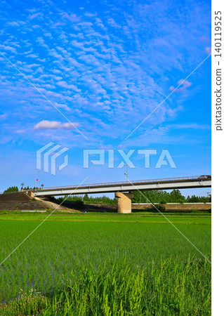 埼玉市的鄉村景色,稻田剛剛插好,天空湛藍晴朗。 埼玉市的鄉村景色,稻田剛剛插好,天空湛藍晴朗。 140119525