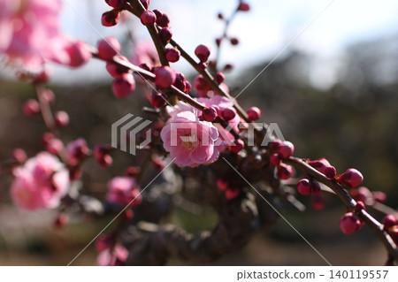 垂枝李樹 132 垂枝李樹 132 140119557
