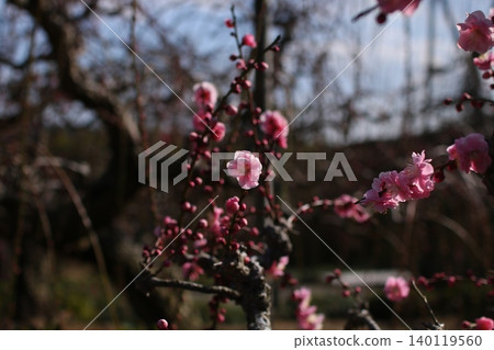 垂枝李樹 135 140119560