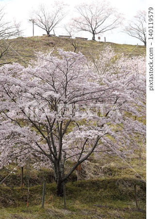 Landscape with a cherry blossom in full bloom Landscape with a cherry blossom in full bloom 140119579