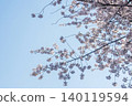 Sakura that shines in the blue sky 140119594