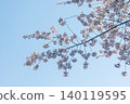 Sakura that shines in the blue sky 140119595