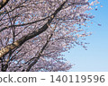 Cherry blossoms in full bloom shining in the blue sky 140119596