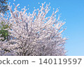 Cherry blossoms in full bloom shining in the blue sky 140119597