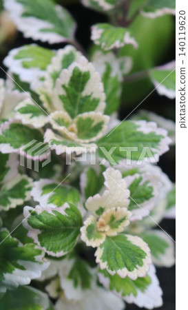 Variegated Aromatics Variegated Aromatics 140119620