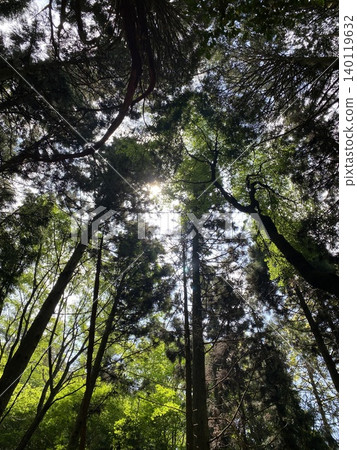 A scene of sunlight filtering through the trees as you look up at a forest of fresh green leaves | Early summer forest and blue sky A scene of sunlight filtering through the trees as you look up at a forest of fresh green leaves | Early summer forest and blue sky 140119632
