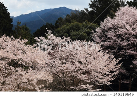 Landscape with a cherry blossom in full bloom Landscape with a cherry blossom in full bloom 140119649