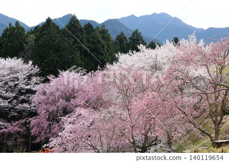 Landscape with a cherry blossom in full bloom Landscape with a cherry blossom in full bloom 140119654