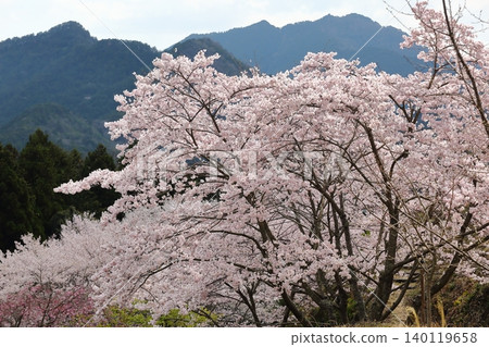Landscape with a cherry blossom in full bloom 140119658