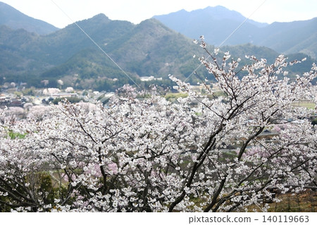 Landscape with a cherry blossom in full bloom 140119663