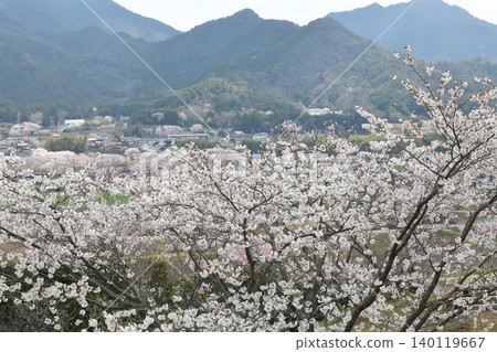 Landscape with a cherry blossom in full bloom Landscape with a cherry blossom in full bloom 140119667