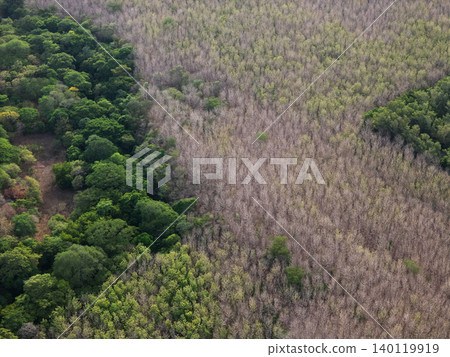 Forest transition between green trees and dry branches in aerial view Forest transition between green trees and dry branches in aerial view 140119919