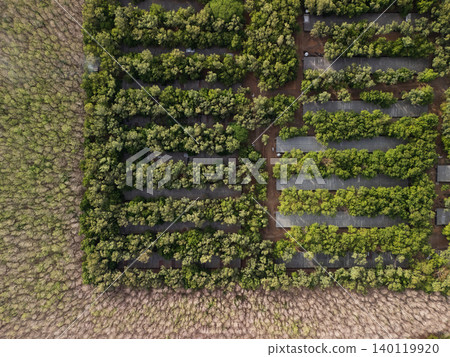 Trees grow in organized rows in a green field near a brown area Trees grow in organized rows in a green field near a brown area 140119920