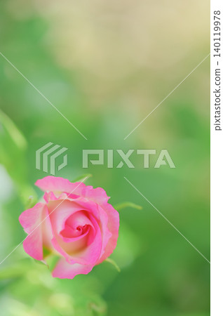 Pink roses enveloped in soft green quince Pink roses enveloped in soft green quince 140119978
