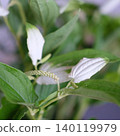 初夏之花－漢格舒（Saururus chinensis）的照片。 140119979