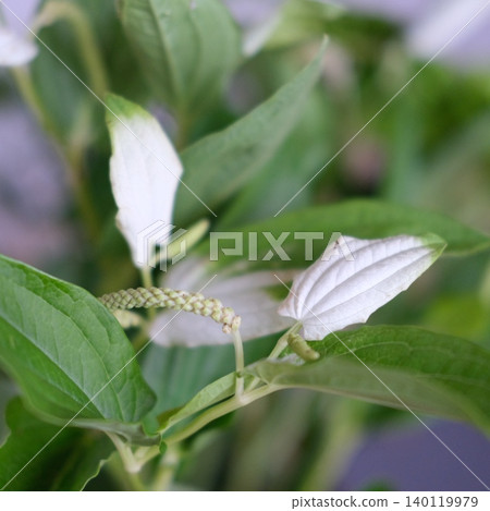 初夏之花-漢格舒(Saururus chinensis)的照片。 初夏之花-漢格舒(Saururus chinensis)的照片。 140119979