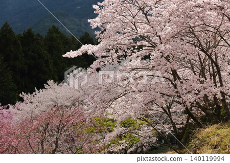 Landscape with a cherry blossom in full bloom Landscape with a cherry blossom in full bloom 140119994