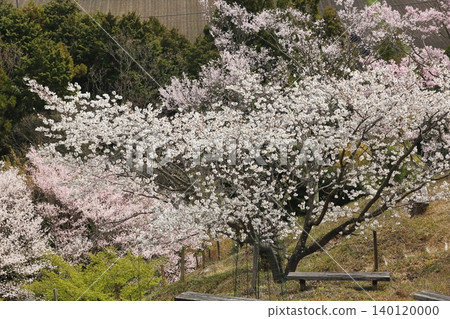 Landscape with a cherry blossom in full bloom 140120000
