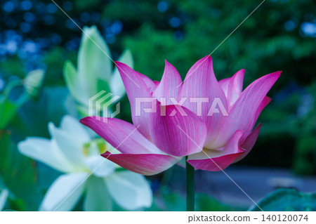Landscape with lotus flowers Landscape with lotus flowers 140120074