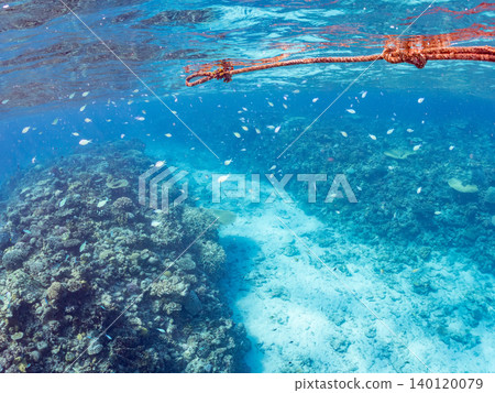 綠雀鯛 (Chromis viridis)、珍珠雀鯛 (Chromis margaritifer)、珍珠雀鯛 (Chromis margaritifer) 綠雀鯛 (Chromis viridis)、珍珠雀鯛 (Chromis margaritifer)、珍珠雀鯛 (Chromis margaritifer) 140120079