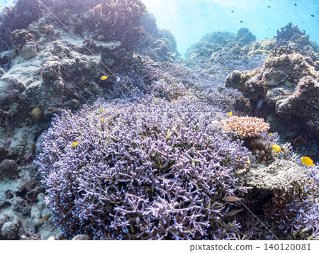 綠雀鯛 (Chromis viridis)、珍珠雀鯛 (Chromis margaritifer)、珍珠雀鯛 (Chromis margaritifer) 綠雀鯛 (Chromis viridis)、珍珠雀鯛 (Chromis margaritifer)、珍珠雀鯛 (Chromis margaritifer) 140120081