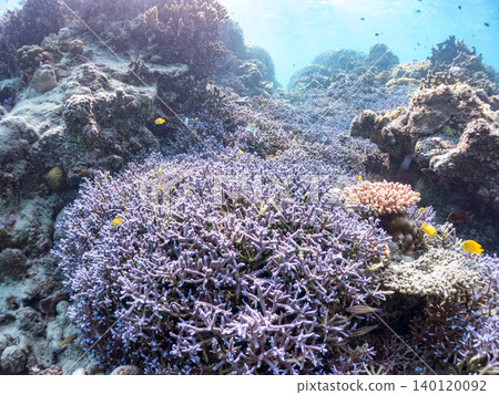 綠雀鯛 (Chromis viridis)、珍珠雀鯛 (Chromis margaritifer)、珍珠雀鯛 (Chromis margaritifer) 綠雀鯛 (Chromis viridis)、珍珠雀鯛 (Chromis margaritifer)、珍珠雀鯛 (Chromis margaritifer) 140120092