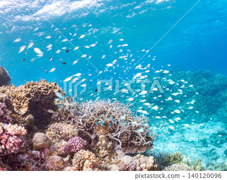 Chromis viridis, Chromis margaritifer, Chromis viridis Chromis viridis, Chromis margaritifer, Chromis viridis 140120096