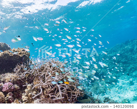 綠雀鯛 (Chromis viridis)、珍珠雀鯛 (Chromis margaritifer)、珍珠雀鯛 (Chromis margaritifer) 綠雀鯛 (Chromis viridis)、珍珠雀鯛 (Chromis margaritifer)、珍珠雀鯛 (Chromis margaritifer) 140120098