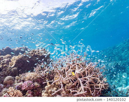 綠雀鯛 (Chromis viridis)、珍珠雀鯛 (Chromis margaritifer)、珍珠雀鯛 (Chromis margaritifer) 綠雀鯛 (Chromis viridis)、珍珠雀鯛 (Chromis margaritifer)、珍珠雀鯛 (Chromis margaritifer) 140120102