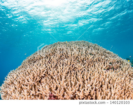 綠雀鯛 (Chromis viridis)、珍珠雀鯛 (Chromis margaritifer)、珍珠雀鯛 (Chromis margaritifer) 綠雀鯛 (Chromis viridis)、珍珠雀鯛 (Chromis margaritifer)、珍珠雀鯛 (Chromis margaritifer) 140120103