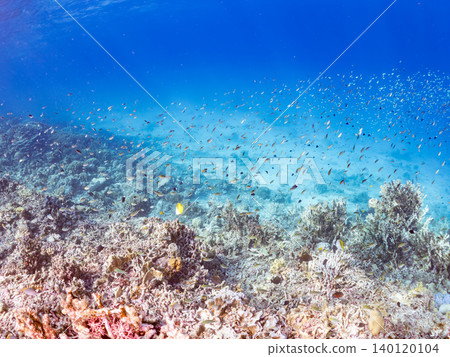 Chromis viridis, Chromis margaritifer, Chromis viridis Chromis viridis, Chromis margaritifer, Chromis viridis 140120104