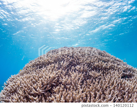 Chromis viridis, Chromis margaritifer, Chromis viridis Chromis viridis, Chromis margaritifer, Chromis viridis 140120112