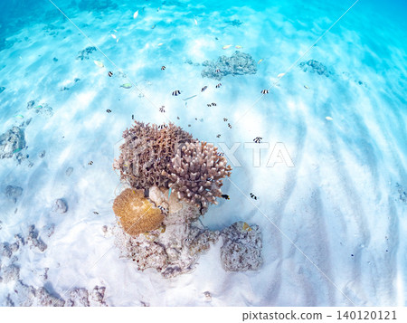 綠雀鯛 (Chromis viridis)、珍珠雀鯛 (Chromis margaritifer)、珍珠雀鯛 (Chromis margaritifer) 綠雀鯛 (Chromis viridis)、珍珠雀鯛 (Chromis margaritifer)、珍珠雀鯛 (Chromis margaritifer) 140120121