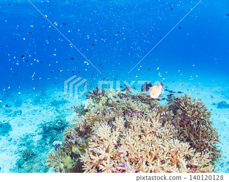 綠雀鯛 (Chromis viridis)、珍珠雀鯛 (Chromis margaritifer)、珍珠雀鯛 (Chromis margaritifer) 綠雀鯛 (Chromis viridis)、珍珠雀鯛 (Chromis margaritifer)、珍珠雀鯛 (Chromis margaritifer) 140120128
