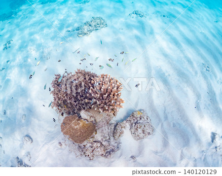 Chromis viridis, Chromis margaritifer, Chromis viridis Chromis viridis, Chromis margaritifer, Chromis viridis 140120129
