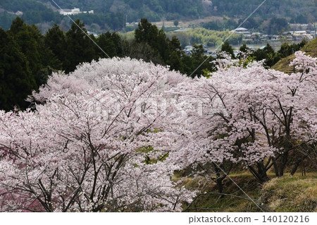 Landscape with a cherry blossom in full bloom Landscape with a cherry blossom in full bloom 140120216