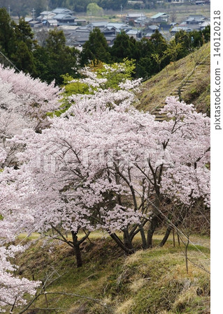 Landscape with a cherry blossom in full bloom Landscape with a cherry blossom in full bloom 140120218