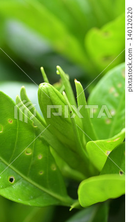 Gardenia flower buds, garden trees in early summer, surrounded by fresh green leaves. Gardenia flower buds, garden trees in early summer, surrounded by fresh green leaves. 140120220