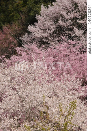 Landscape with a cherry blossom in full bloom Landscape with a cherry blossom in full bloom 140120264