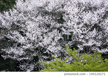 Landscape with a cherry blossom in full bloom Landscape with a cherry blossom in full bloom 140120271