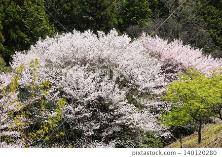 Landscape with a cherry blossom in full bloom 140120280