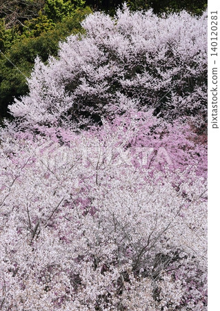 Landscape with a cherry blossom in full bloom Landscape with a cherry blossom in full bloom 140120281