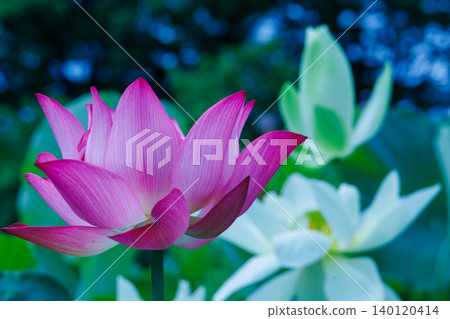 風景與蓮花 風景與蓮花 140120414